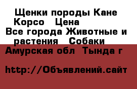 Щенки породы Кане-Корсо › Цена ­ 25 000 - Все города Животные и растения » Собаки   . Амурская обл.,Тында г.